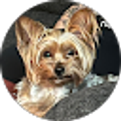 Profile photo of Jasmine Torres