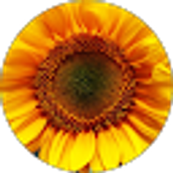 Profile photo of Kelly Cook