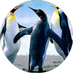 Profile photo of Edrena Delatorre