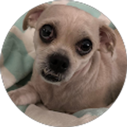 Profile photo of Crystal Puccio