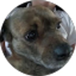 Profile photo of Andrew Sanchez