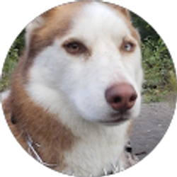 Profile photo of Marco Tomas