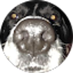 Profile photo of bukhbat choidagva