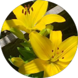 Profile photo of Brenda Wade