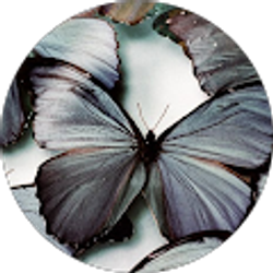 Profile photo of Kimberly Runnels