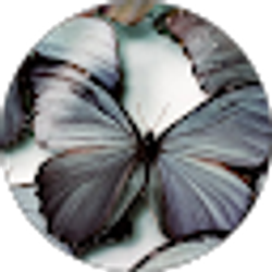 Profile photo of Kimberly Runnels