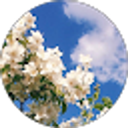 Profile photo of Jazmine Collicott