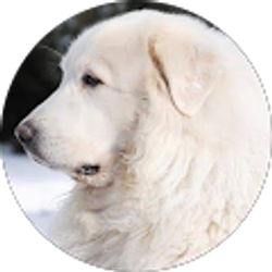 Profile photo of dave