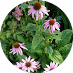 Profile photo of Rachael Langerman