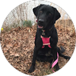 Profile photo of Shayna Morris