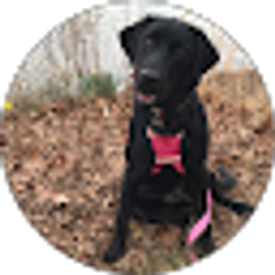 Profile photo of Shayna Morris