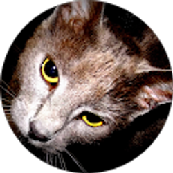 Profile photo of SafeHavenStudios