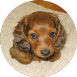 Profile photo of Mardi B