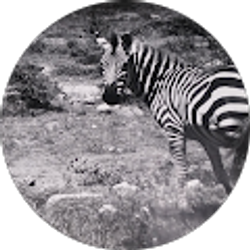 Profile photo of Mo A