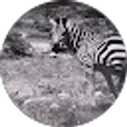 Profile photo of Mo A