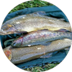 Profile photo of Monica