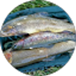 Profile photo of Monica