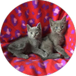 Profile photo of Susan Barrett