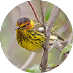 Profile photo of Meg Maas