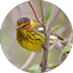 Profile photo of Meg Maas