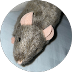 Profile photo of John Laureano