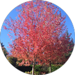 Profile photo of Corree Brooks