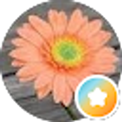 Profile photo of Shelly Ell