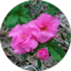 Profile photo of Nancy Mullins