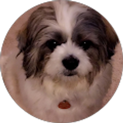 Profile photo of Wen Zhang