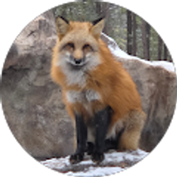 Profile photo of Shilo C