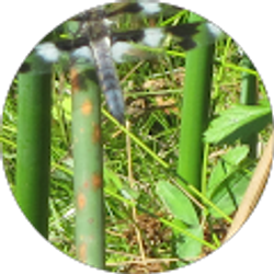 Profile photo of Deborah Wayne