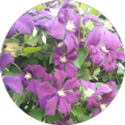 Profile photo of Cheryl Gould