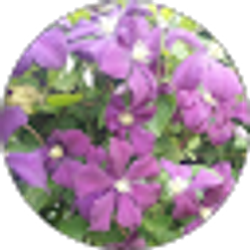 Profile photo of Cheryl Gould