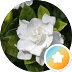Profile photo of Cynthia McNeal