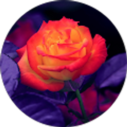 Profile photo of Donna Kovar