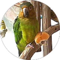 Profile photo of Anthony Simone