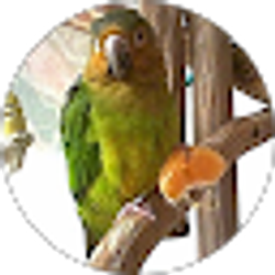 Profile photo of Anthony Simone