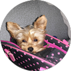 Profile photo of hayley zlotnik