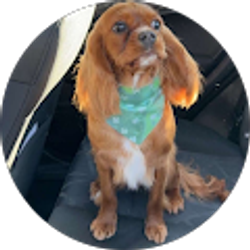 Profile photo of Dominic Pagan