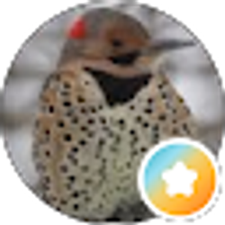 Profile photo of S O'K