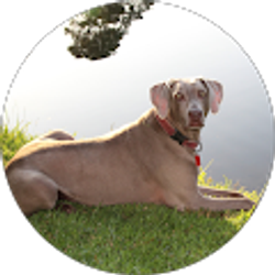 Profile photo of Rick Mitchell