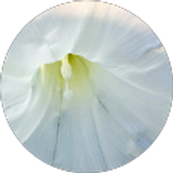 Profile photo of Barbara Murray