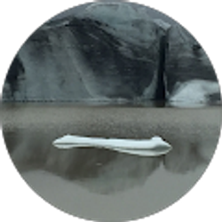 Profile photo of David Flohr