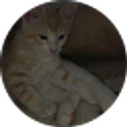 Profile photo of Venessa Z