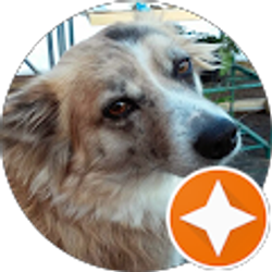 Profile photo of Susan Confer