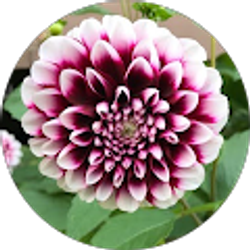 Profile photo of Beaver Lake Auto - Barbie