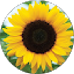 Profile photo of yani torres