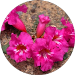 Profile photo of R Wang