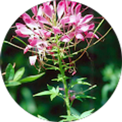 Profile photo of aj lawson