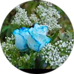 Profile photo of ann miller